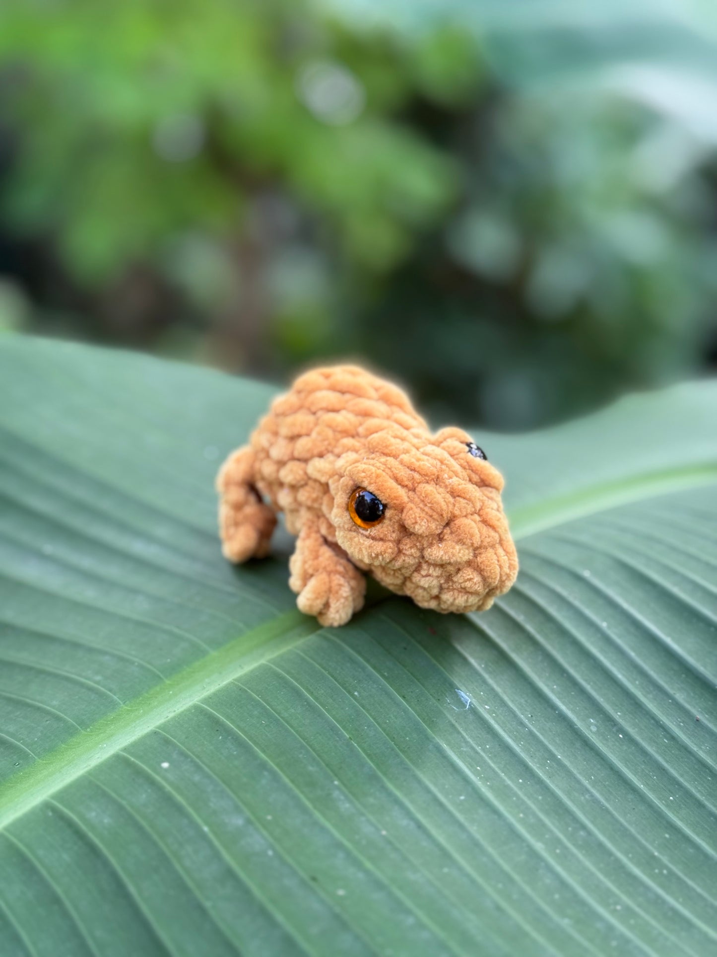 Coqui