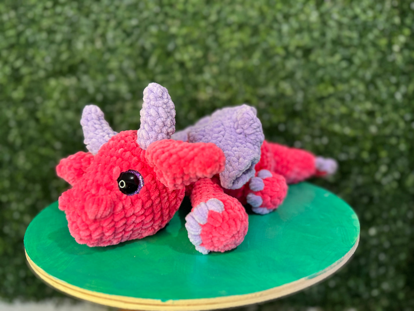 Cato the dragón
